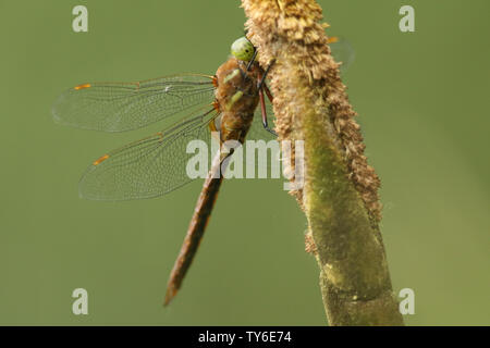 A beautiful Norfolk Hawker Dragonfly, Anaciaeschna isoceles, perching on a bulrush. Stock Photo