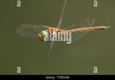 A beautiful Norfolk Hawker Dragonfly, Anaciaeschna isoceles, flying over a lake hunting for food. Stock Photo