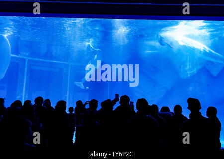 The love of mermaids in Shanghai Haichang Ocean Park Stock Photo