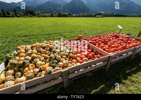 Harvest of a group of orange and striped pumpkins for sale inside large fruit crates on a green grass lawn - Bavaria, Germany, Europe Stock Photo