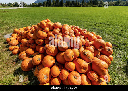Harvest of a group of orange pumpkins for sale on a green grass lawn - Bavaria, Germany, Europe Stock Photo