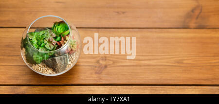 Glass florarium vases with plants on table, copy space Stock Photo