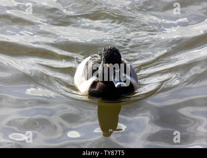 Ring necked male duck, swimming in the lake.  Beautiful bird with stunning yellow eyes and white rings on its beak. Black, grey and white body. Stock Photo