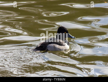 Ring necked male duck, swimming in the lake.  Beautiful bird with stunning yellow eyes and white rings on its beak. Black, grey and white body. Stock Photo