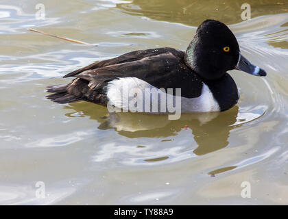 Ring necked male duck, swimming in the lake.  Beautiful bird with stunning yellow eyes and white rings on its beak. Black, grey and white body. Stock Photo