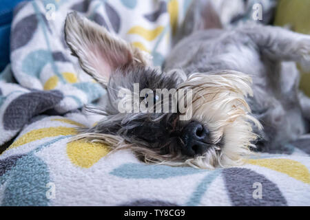 Miniature schnauzer sleeping and resting on top of the armchair Stock Photo