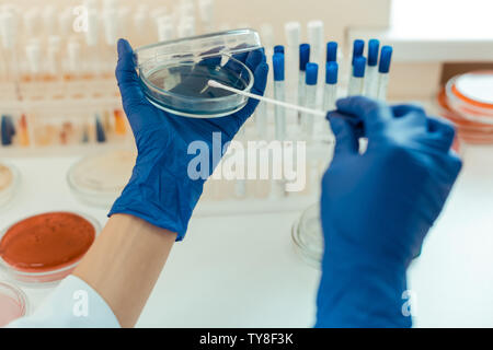 Close up of a petri dish in scientists hands Stock Photo