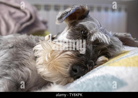Miniature schnauzer sleeping and resting on top of the armchair Stock Photo