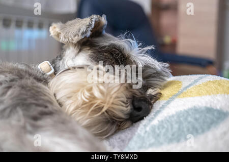 Miniature schnauzer sleeping and resting on top of the armchair Stock Photo