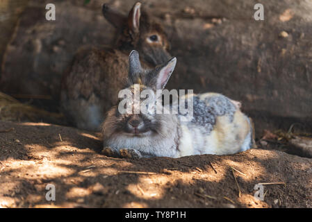 Brown rabbits are resting in shadow Stock Photo