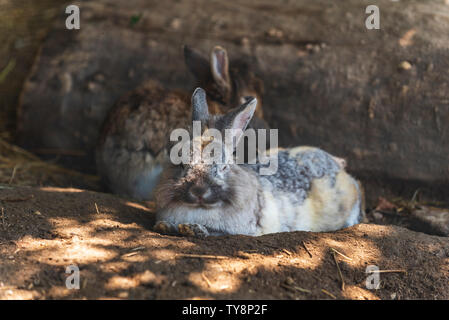 Brown rabbits are resting in shadow Stock Photo