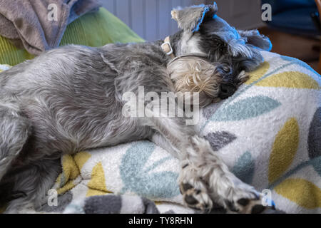 Miniature schnauzer sleeping and resting on top of the armchair Stock Photo