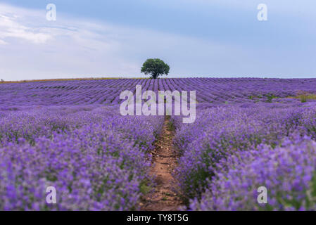 Lavender flowers blooming field and a lonely tree uphill on hot summer day Stock Photo