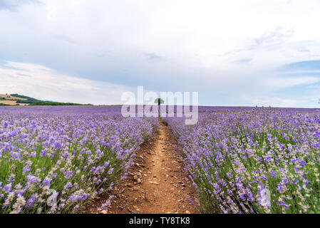 Lavender flower blooming fields in endless rows. Stock Photo