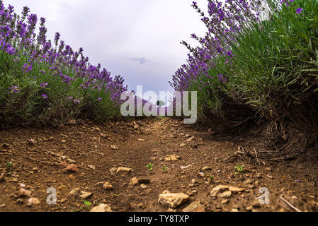 Close up Bushes of lavender purple aromatic flowers at lavender field rows Stock Photo