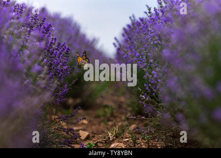 Close up Bushes of lavender purple aromatic flowers at lavender field rows Stock Photo