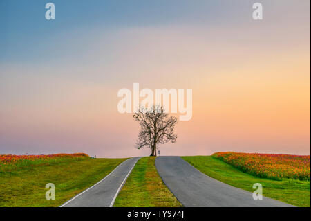 Lonely tree with cosmos garden on hill in evening Stock Photo