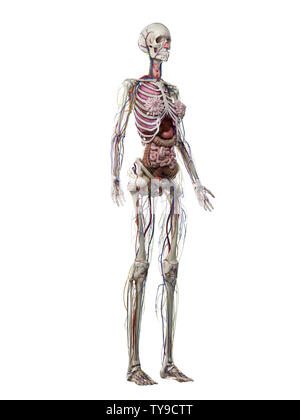 3d rendered medically accurate illustration of a females anatomy Stock Photo