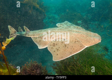 The Pacific angel shark, Squatina californica, with it’s flat body and huge, wing-like pectoral fins looks somewhat more like a ray than a shark. It’s Stock Photo