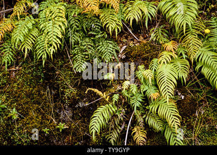 New Zealand, South Island. Westland Tai Poutini National Park which contains many elements of temperate rainforest. such as ferns growing in the warm Stock Photo