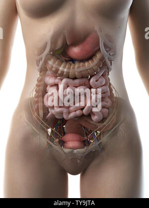 3d rendered medically accurate illustration of a females abdominal organs Stock Photo