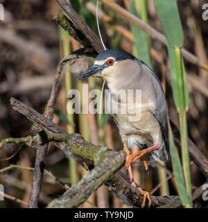 Close up portrait of a single isolated Night Heron bird in the wild- Danube Delta Romania Stock Photo