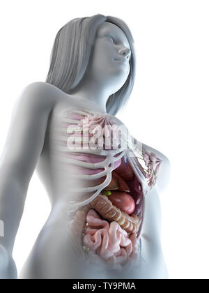 3d rendered medically accurate illustration of a females abdominal organs Stock Photo