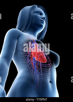 3d rendered medically accurate illustration of a females heart Stock Photo