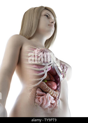 3d rendered medically accurate illustration of a females abdominal organs Stock Photo