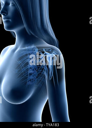 3d rendered medically accurate illustration of a females shoulder bones Stock Photo