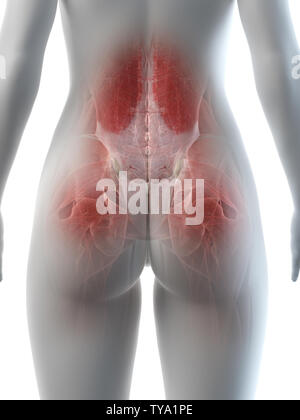 3d rendered medically accurate illustration of a females hip muscles Stock Photo