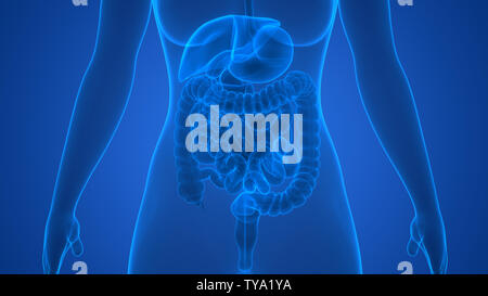 Human Liver Anatomy Stock Photo