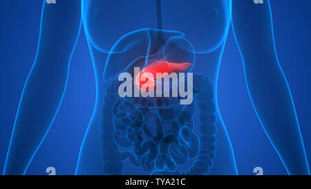 Human Internal Organs Pancreas Anatomy Stock Photo