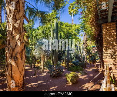 Cactuses and palm trees at the Jardin Majorelle botanical garden in Marrakech Stock Photo
