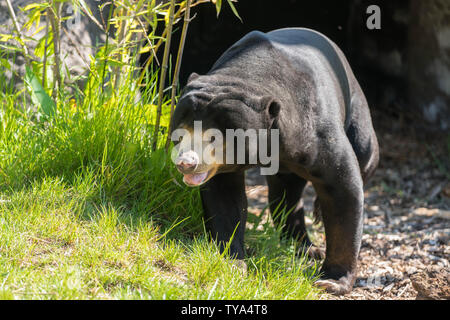 Sun Bear (Helarctos malayanus) native of southeast Asia, Chester zoo Cheshire England UK.May 2019. Stock Photo