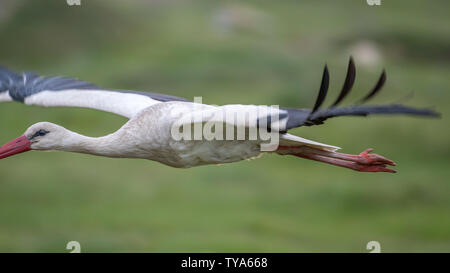 Close up of an isolated white stork bird in the wild- Romania