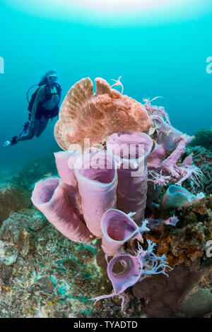 Diver (MR) and a Commerson's frogfish, Antennarius commersoni, perched on a tube sponge off Apo Island, Philippines, Asia. Stock Photo