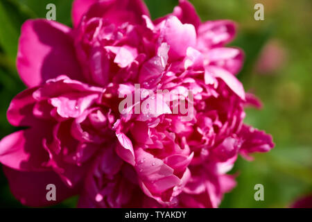 Close up of one red peony with drops of water Stock Photo
