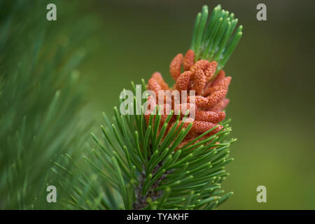 Macro shot of pollen cones and needles on a Lodgepole Pine Tree Stock Photo