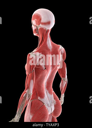 3d rendered medically accurate illustration of a females back muscles Stock  Photo - Alamy