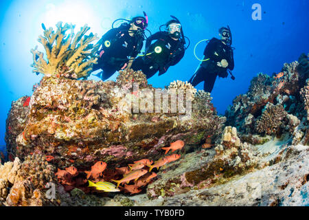 Divers (MR) and a school of shoulderbar soldierfish, Myripristis kuntee, along with goatfish and snapper, Hawaii. Stock Photo