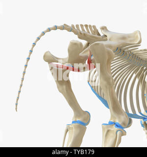 3d rendered medically accurate illustration of the equine muscle anatomy - Obturator Externus Stock Photo