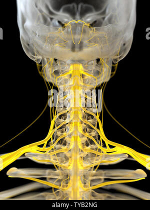 3d rendered medically accurate illustration of the cervical nerves Stock Photo