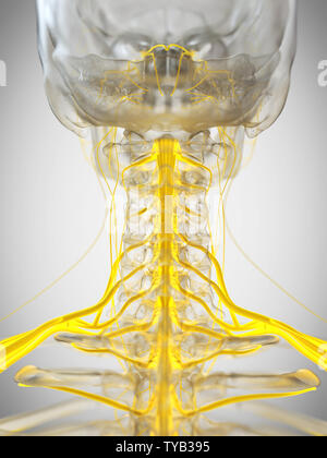 3d rendered medically accurate illustration of the cervical nerves Stock Photo