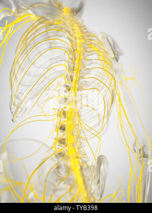 3d rendered medically accurate illustration of the spinal cord Stock Photo