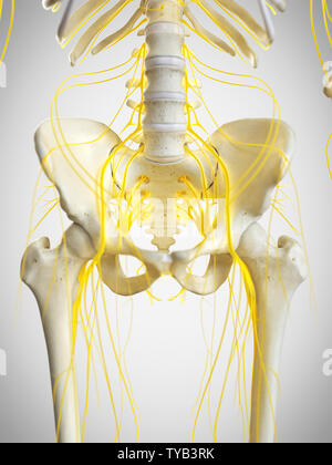 Human Pelvic Nerves, Illustration Stock Photo: 118699402 - Alamy