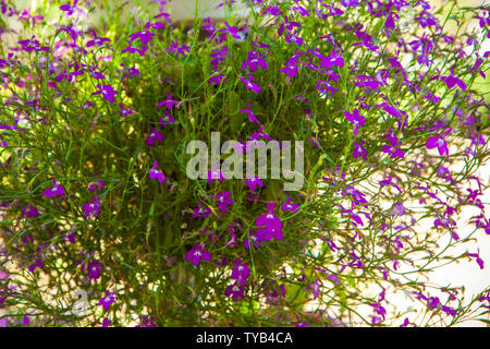 Violet Lobelia flowers in pots Stock Photo