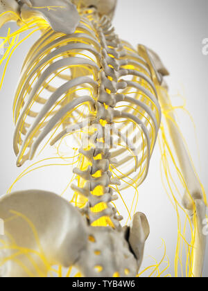 3d rendered medically accurate illustration of the nerves of the back Stock Photo