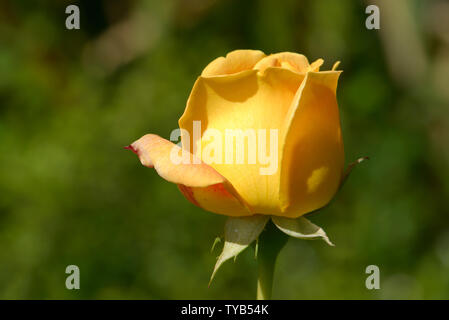 Garden rose: full bloom and unopened buds (Kent, UK. Early June) Stock Photo