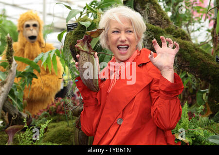 British actress Dame Helen Mirren poses on the Borneo exotic stand at the Chelsea Flower Show 2011 in Chelsea, London on Monday May 23 2011.   UPI/Hugo Philpott. Stock Photo